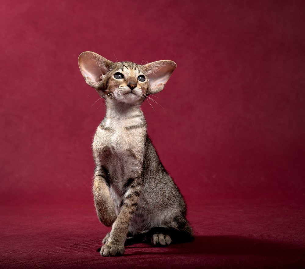 Photograph by Ирина Карпова