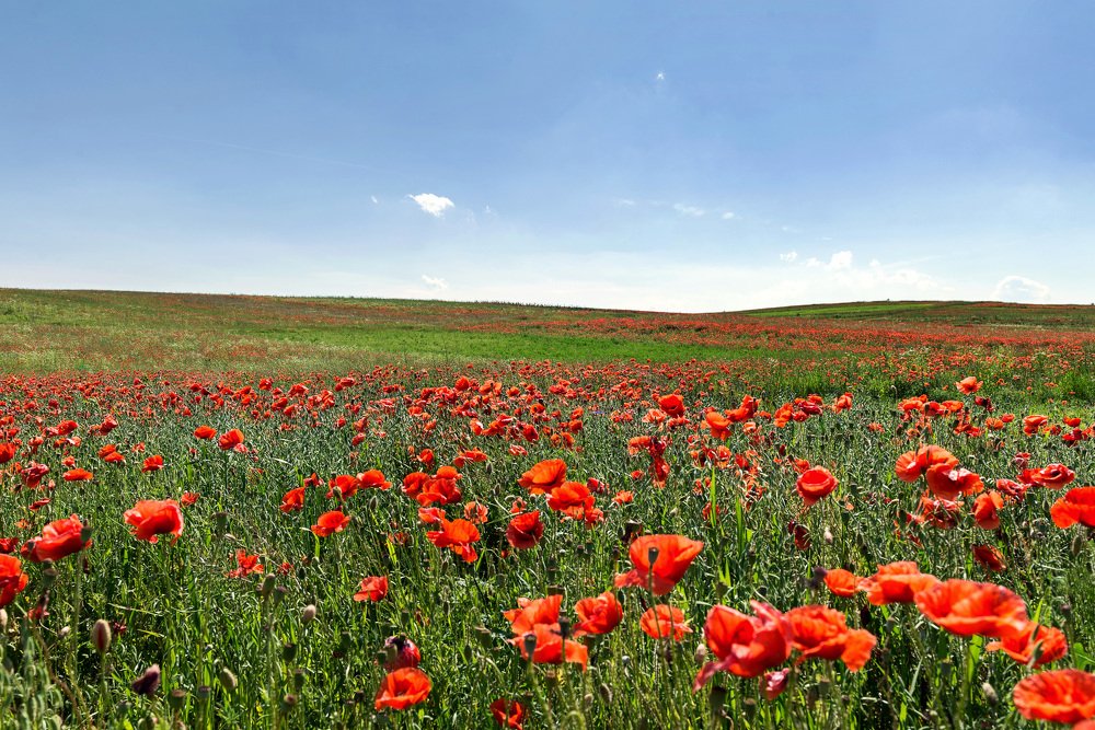 Photograph by Сергей Степанов