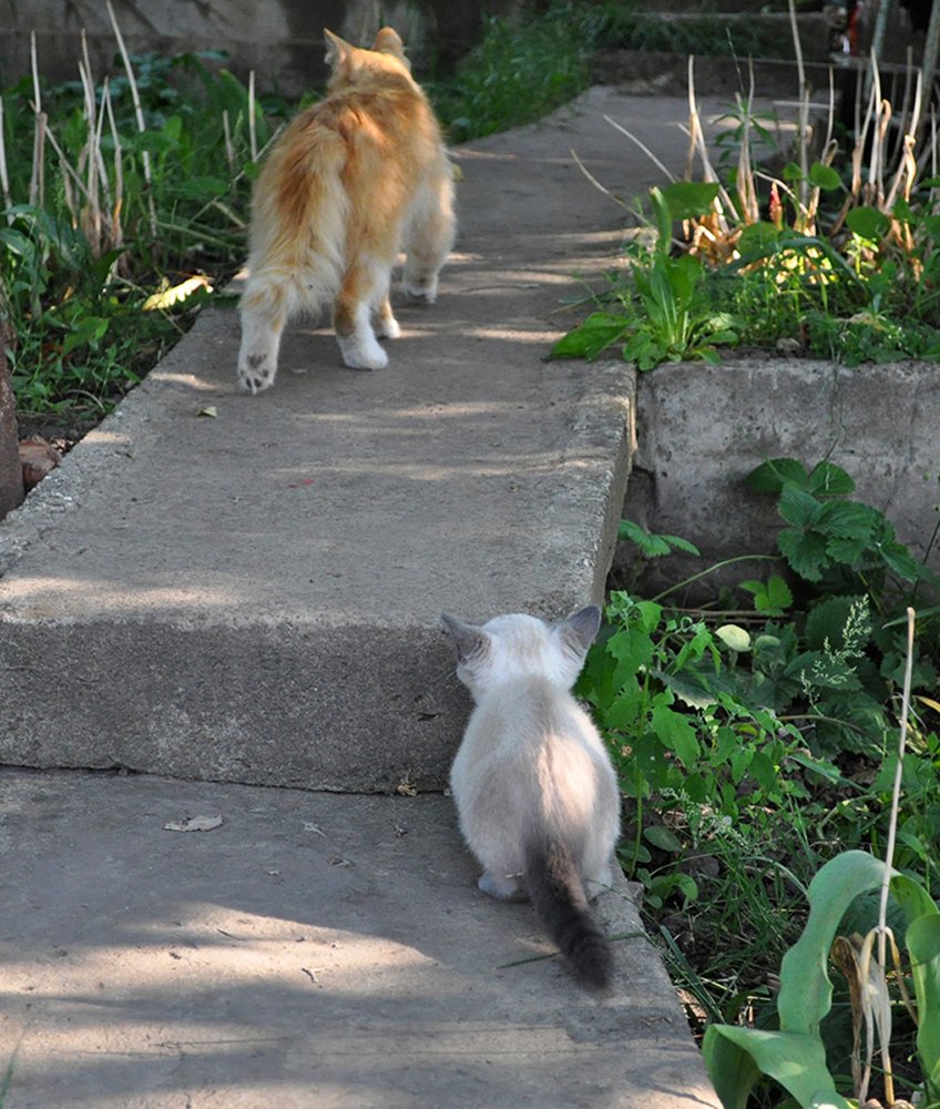 Приобретая навыки слежки...