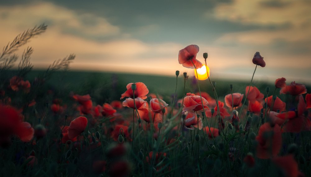 Photograph by Sergey Yakovlev