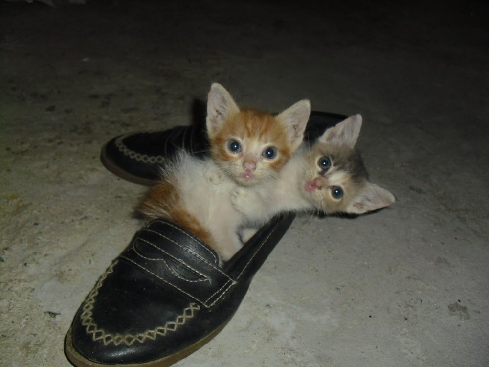shoes for kittens