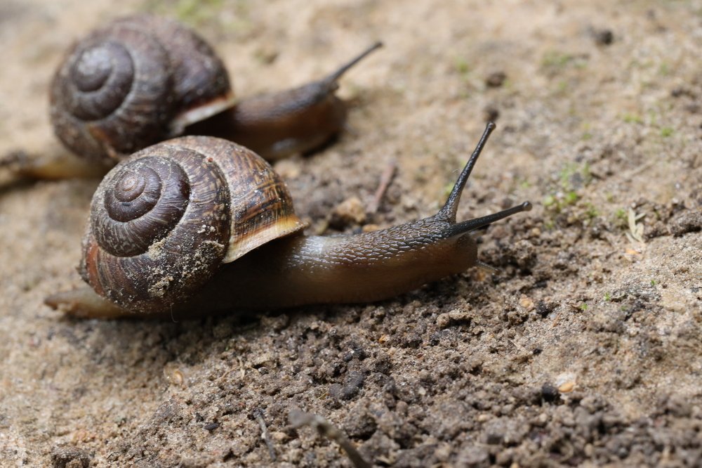 Жизнь улиток