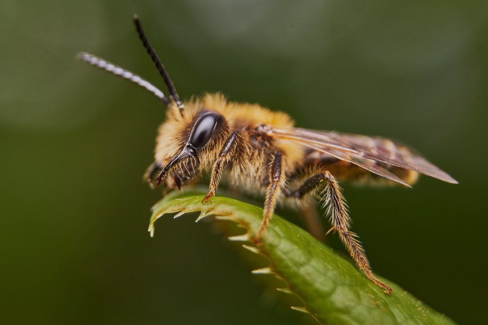 Наблюдатедь
