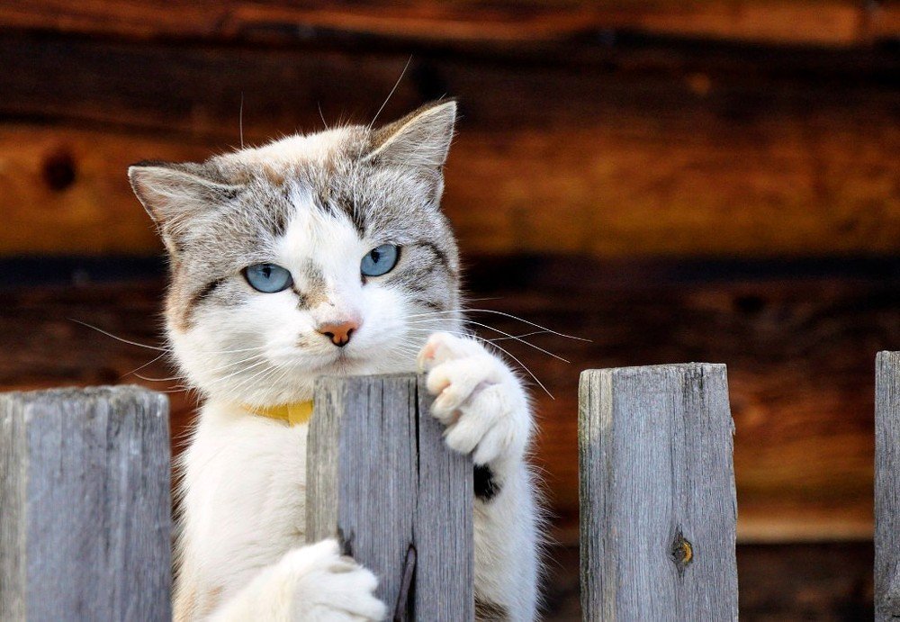 кошка с голубыми глазами