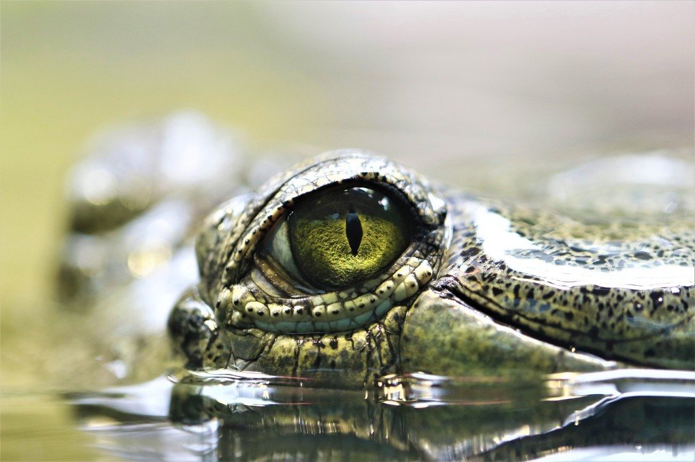 Глаз корокрдила