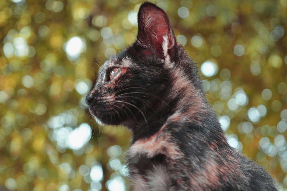 Бездомный котенок на пхукете