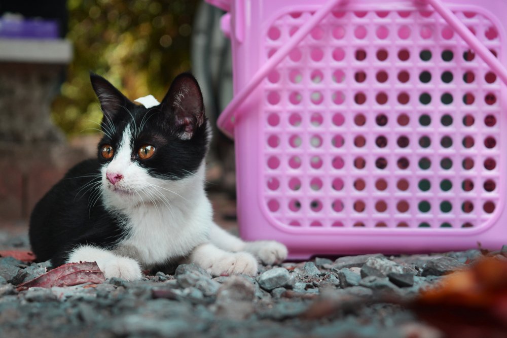 Бездомный тайский котенок