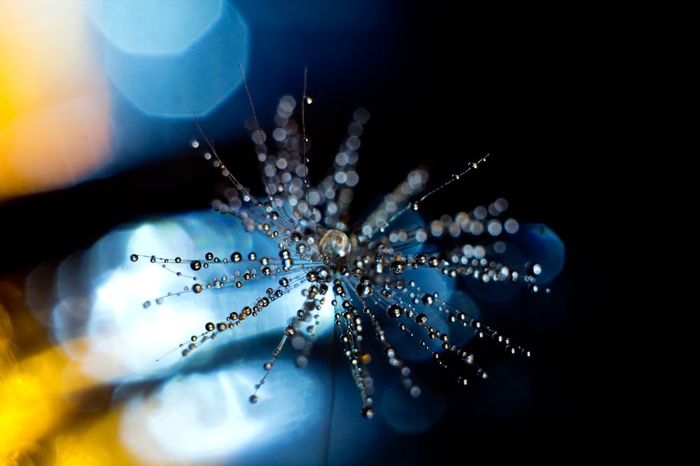 Капли на одуване