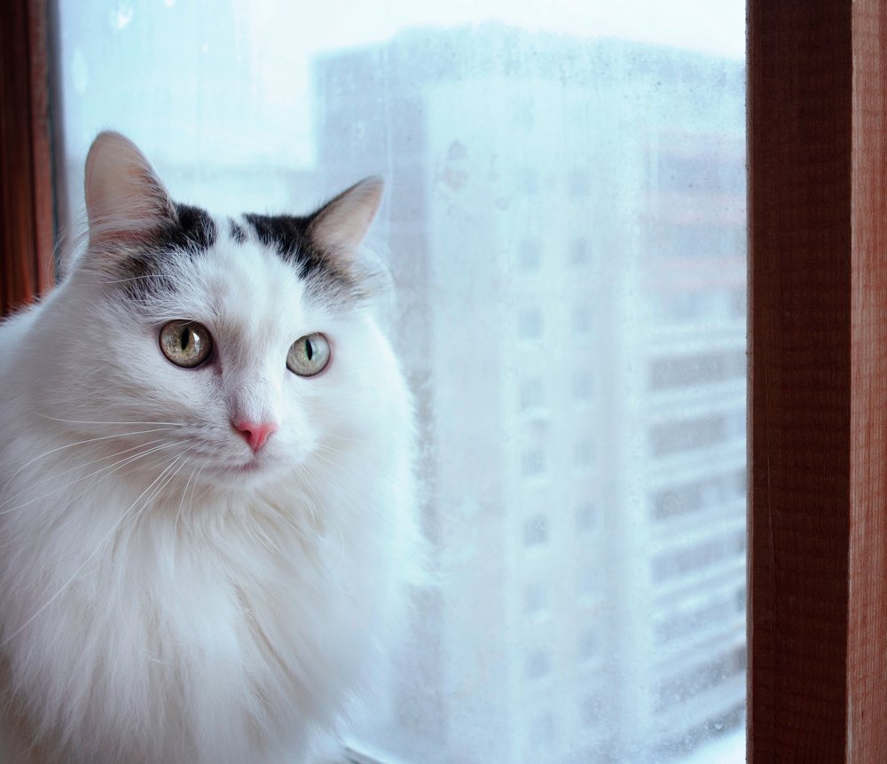 Кот на морозном балконе
