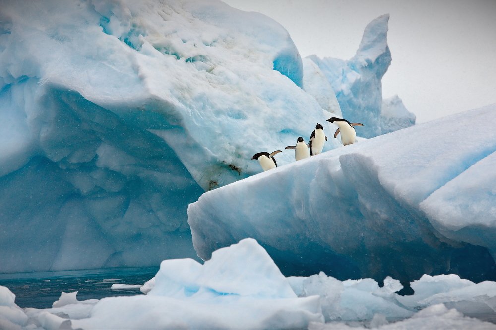 Полетим или прыгнем? Птицы мы или рыбы?