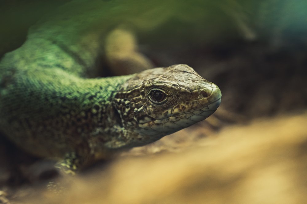 Ящерица крупным планом.