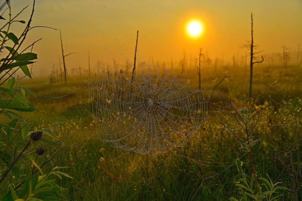 Утренная роса- проявитель паучьих замыслов