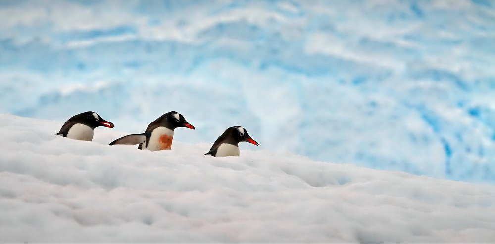 В Антарктиде тучи ходят хмуро...