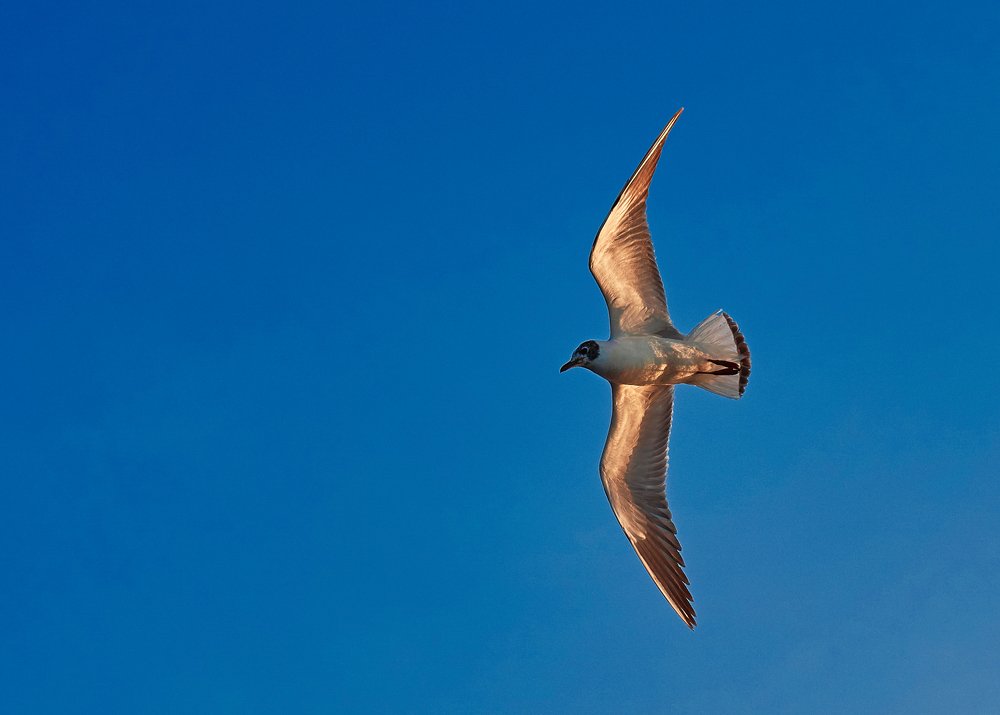 Голубая высь