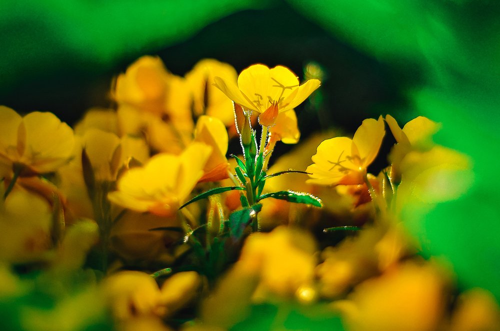 утренняя свежесть