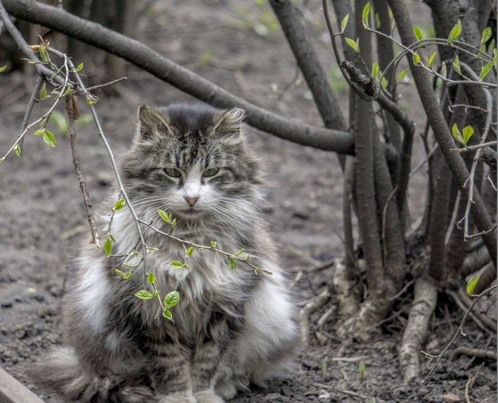 Весенний котЭ