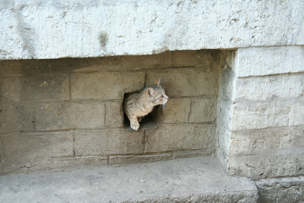 Дети подземелья.