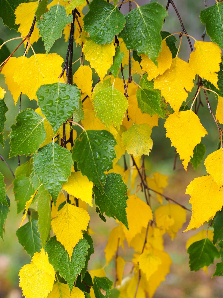 Золотая осень