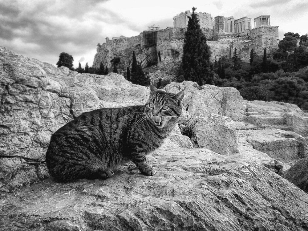 Древнегреческий котик