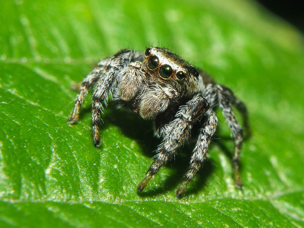 Ах, эти глазки!