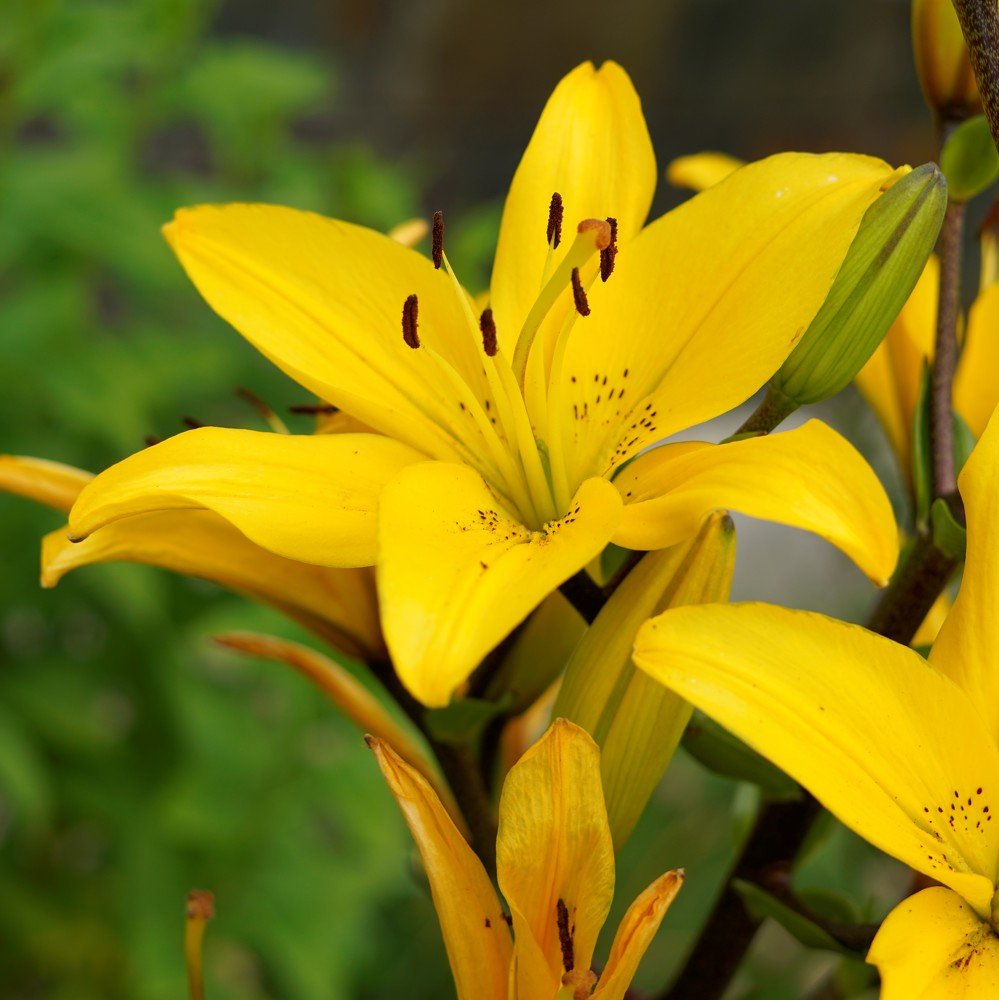 Yellow Lily