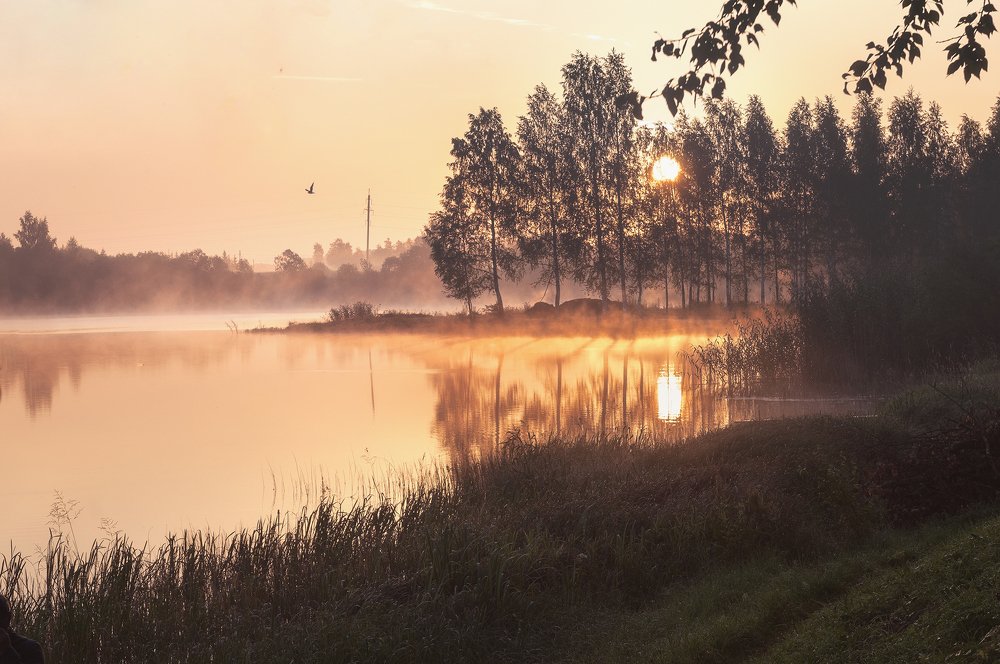 Розовое утро