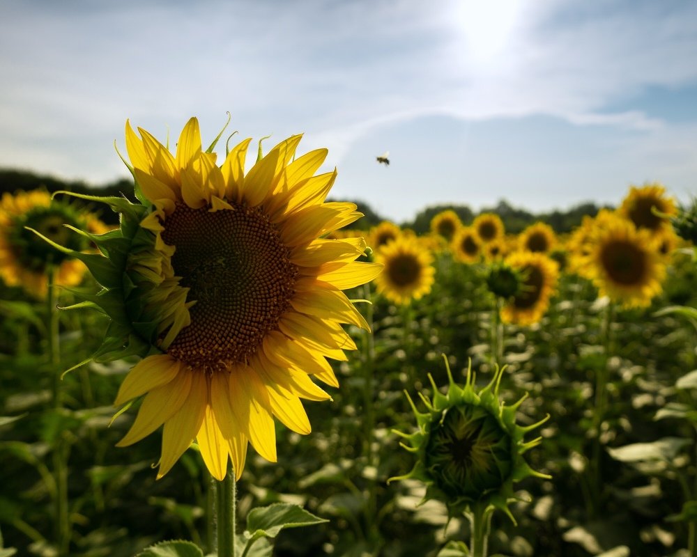 Донское «солнышко»