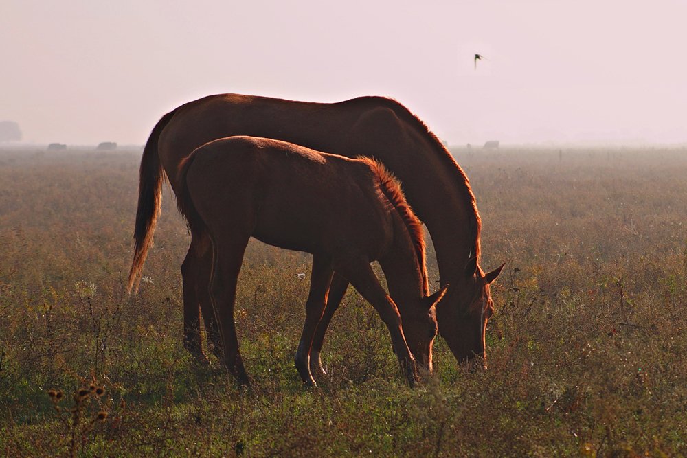 Рассвет в ростовских степях