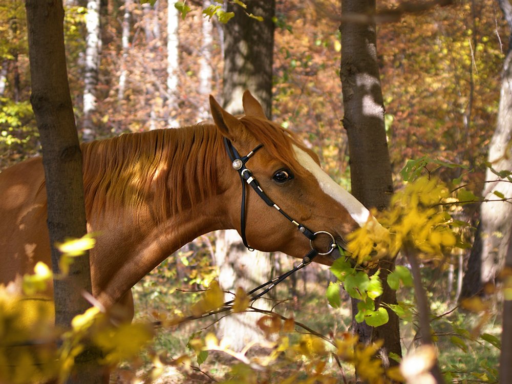 Однажды в желтом октябре