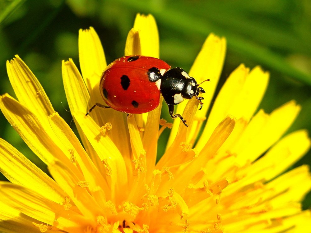 Photograph by Алька Вереск