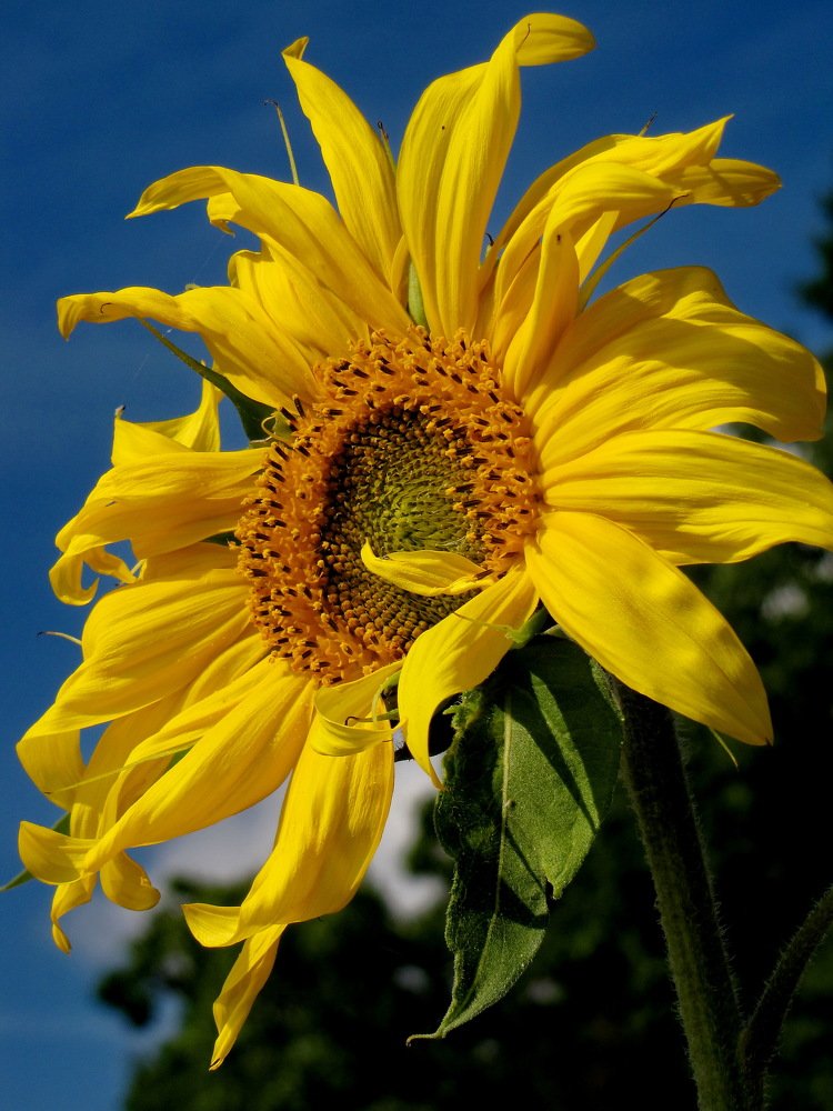 Sunflower