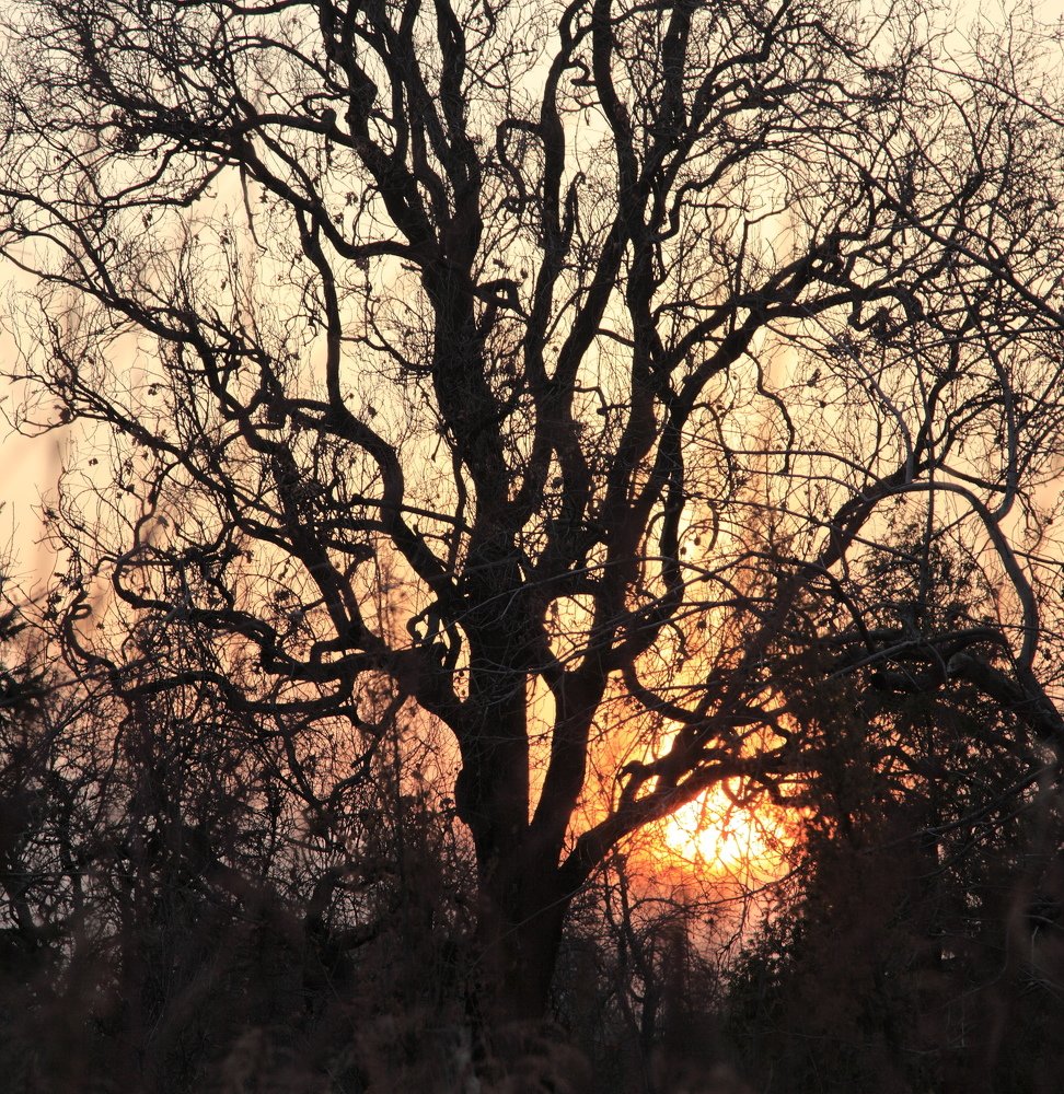 солнце запуталось в ветвях
