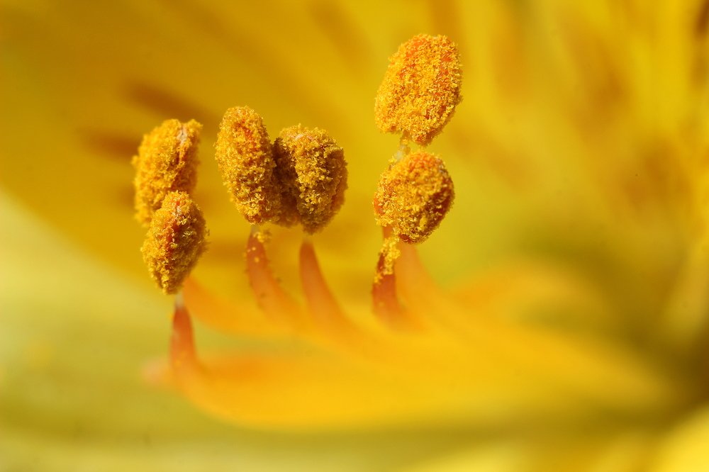 Семейный портрет в желтых тонах