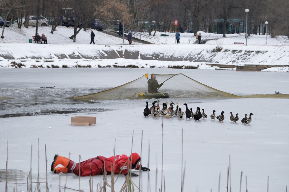 Спасение уток