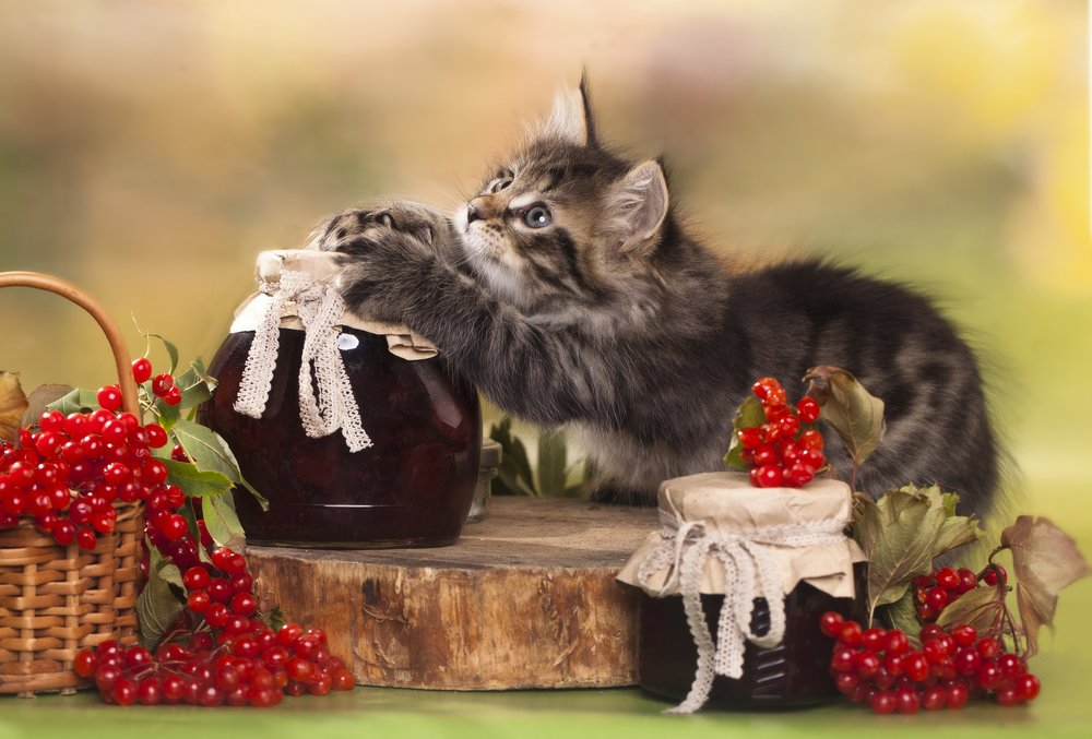 Мое варенье!