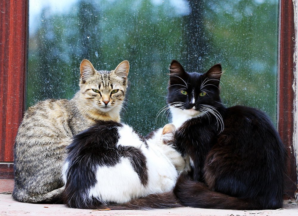 Photograph by Александр Скибицкий