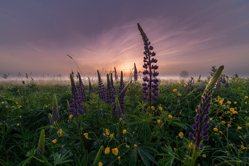 Люпинов брызги в красочном рассвете