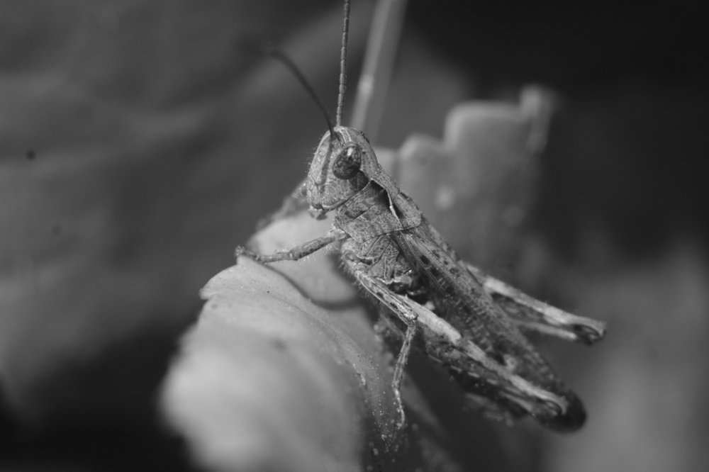 В траве сидел кузнечик