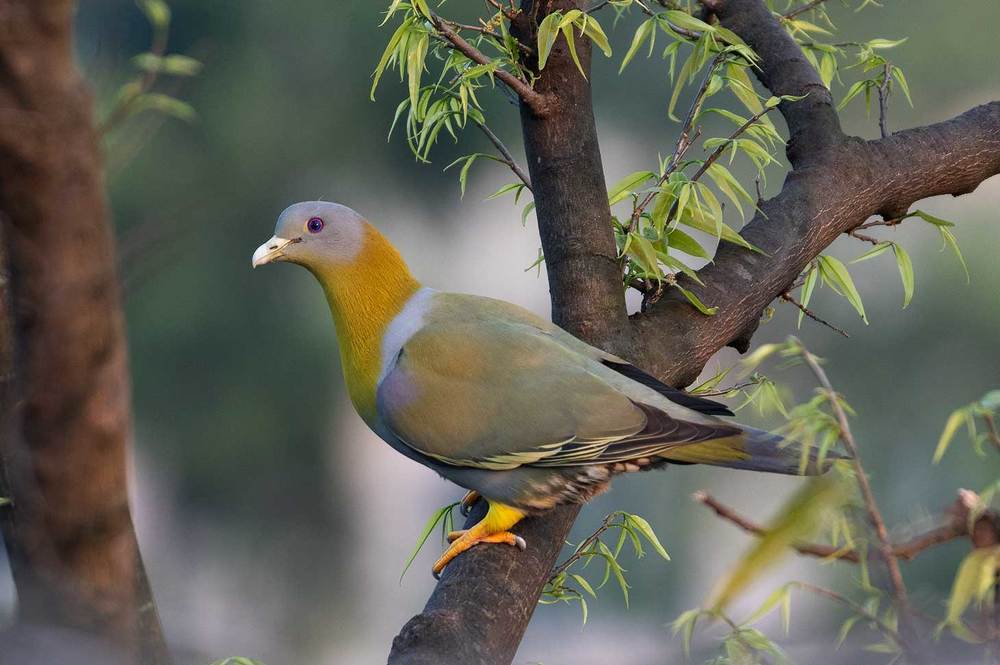 Yellow-footed green pigeon