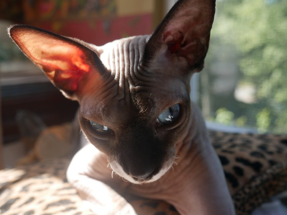 Мой котик Люсьен