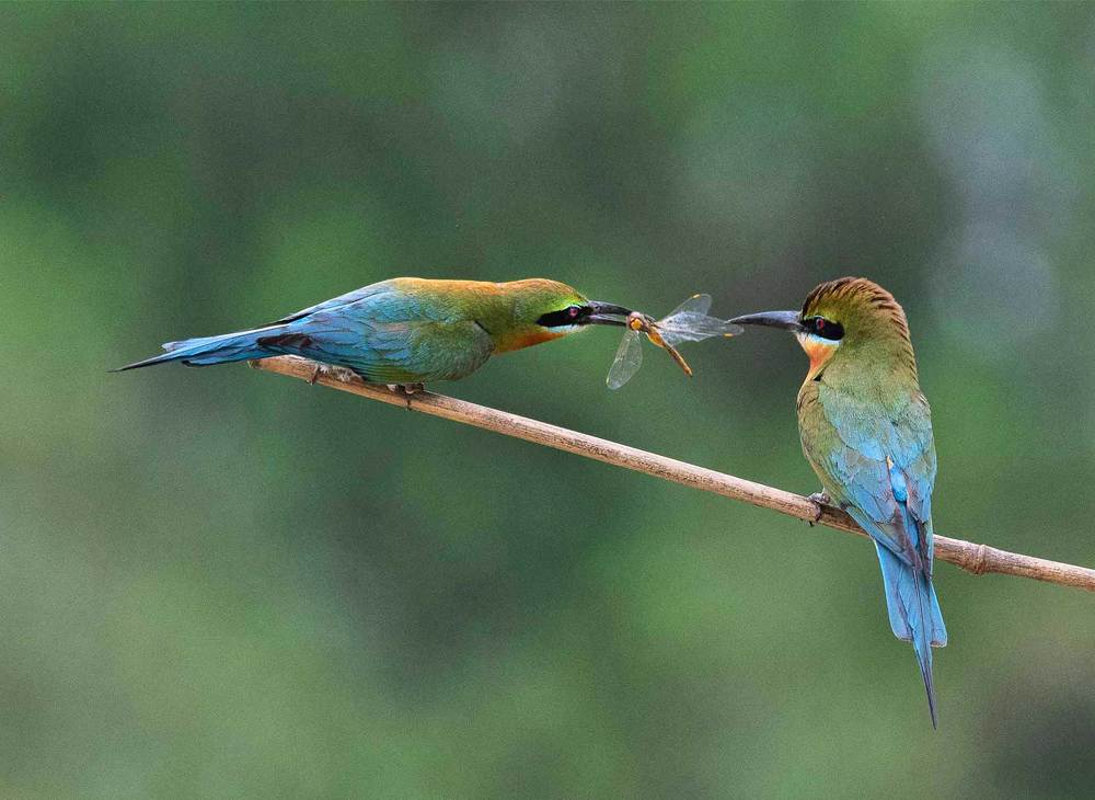Sharing is caring -(Blue-tailed bee-eaters)