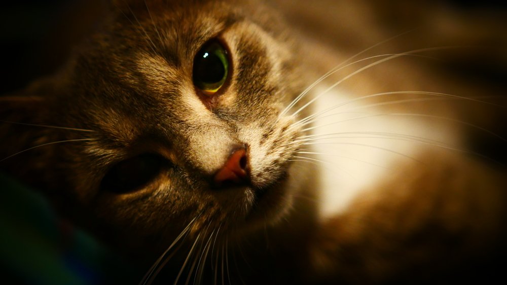 Кошечка Аня