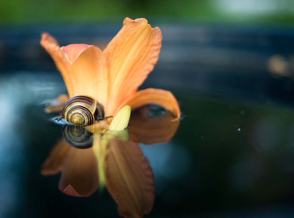 Photograph by Мария Щедрина