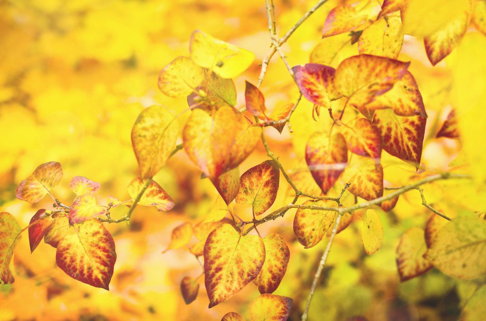 Фотография автора Майя Афзаал