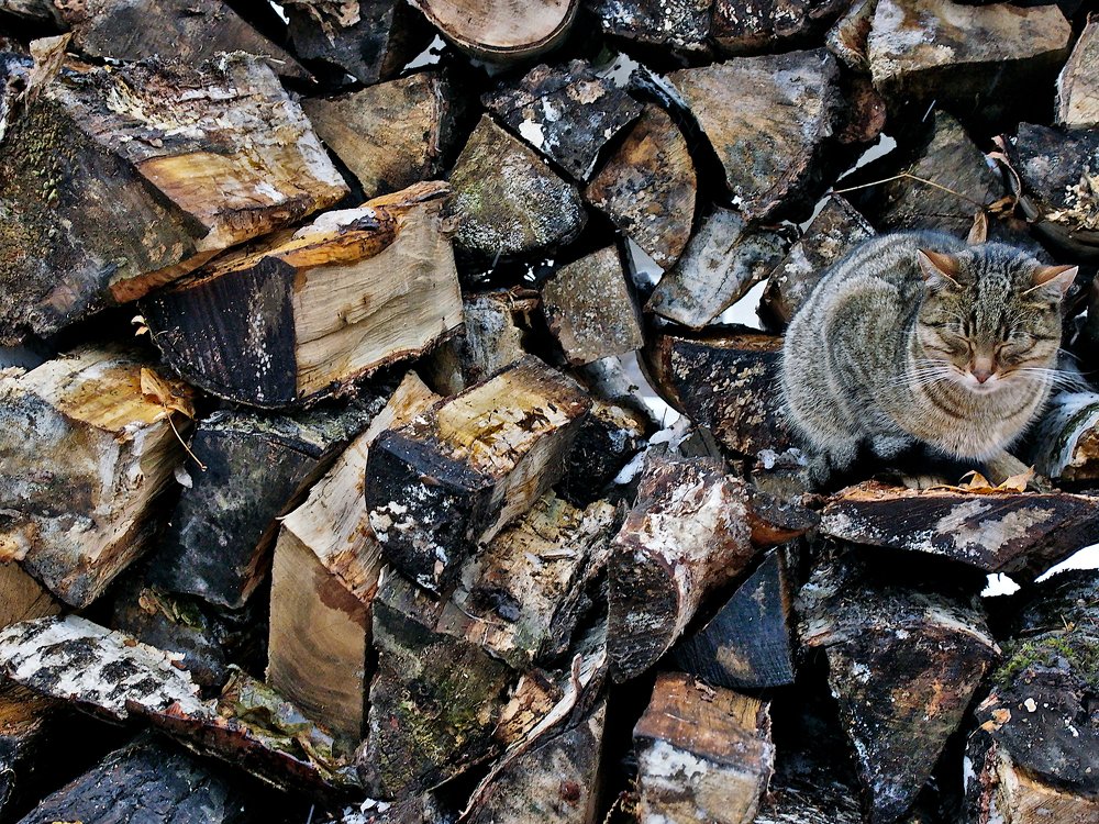 Замаскировался