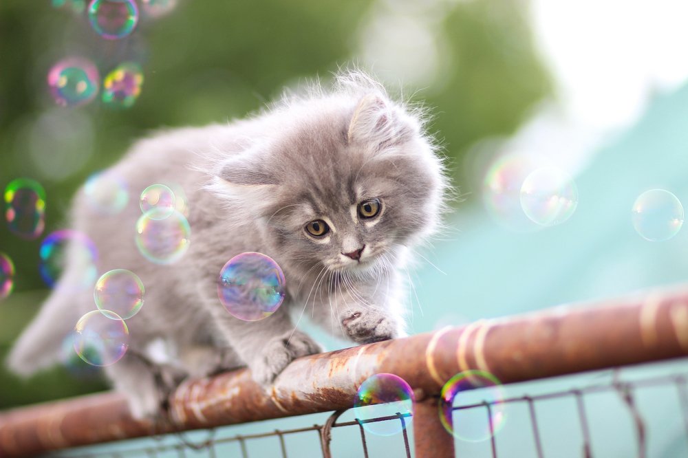Kitten and soap bubbles.