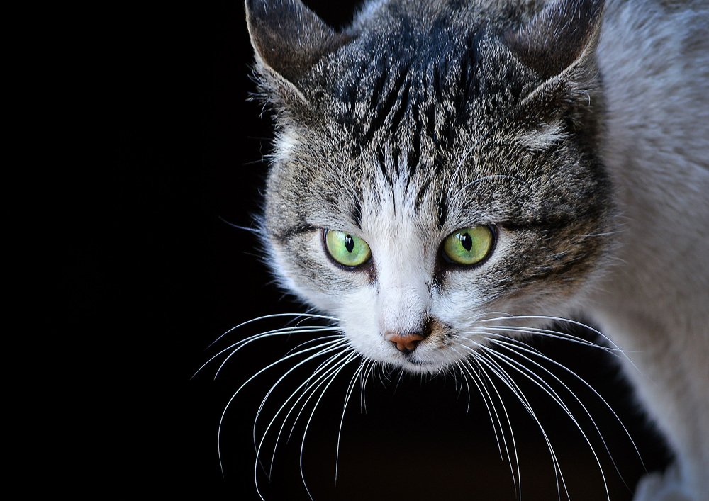 МАРТОВСКИЙ ВАСЯ