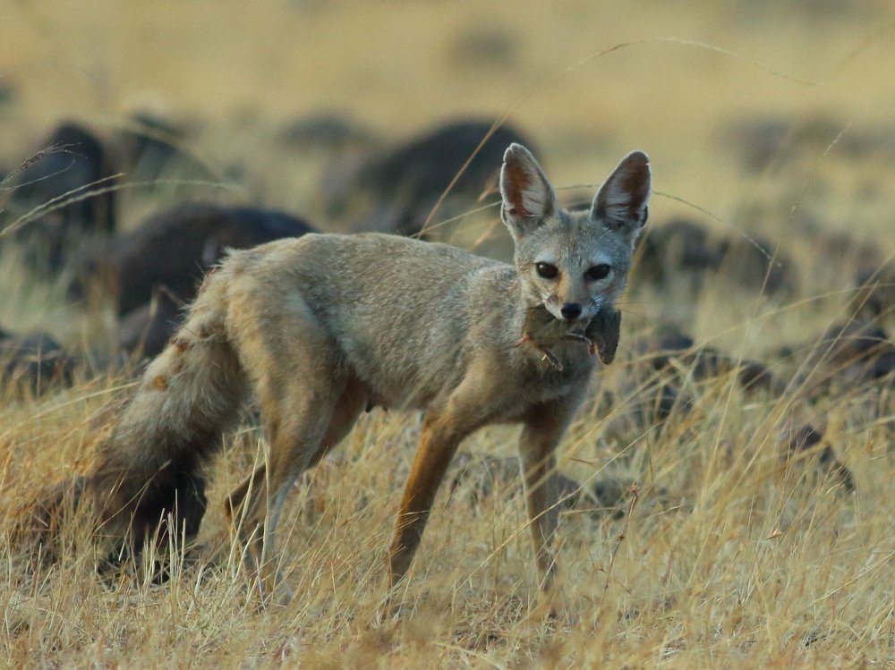 Mother on killing mode