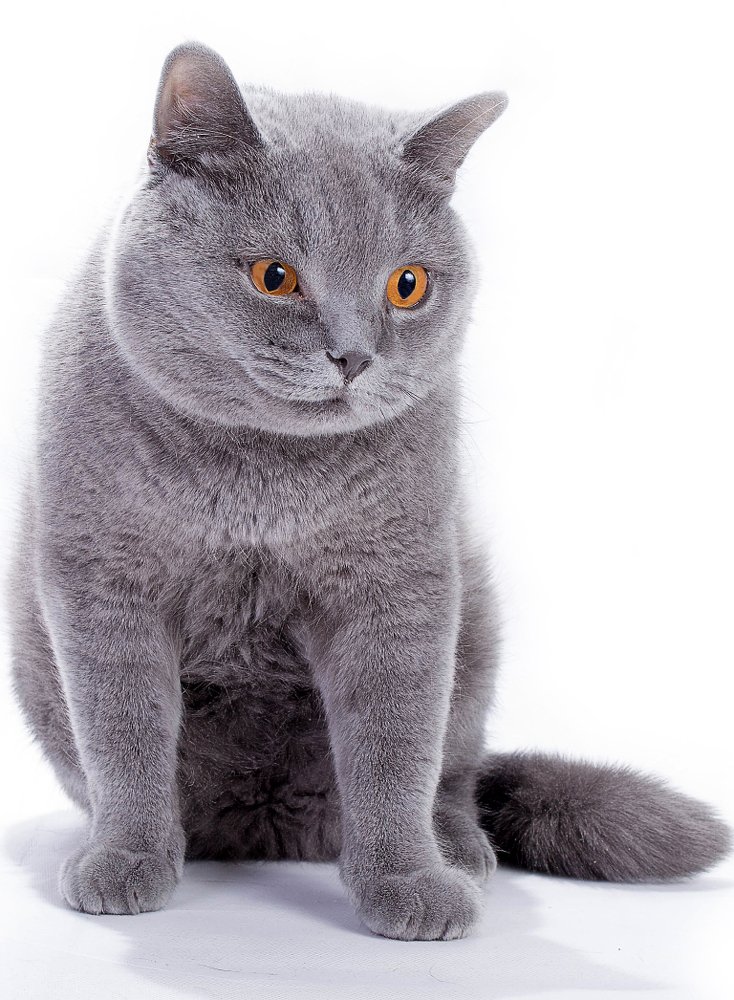 A resident of Britain