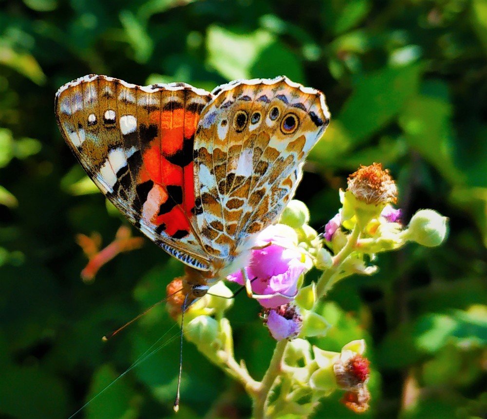 макросьемка